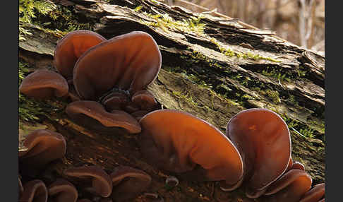 Judasohr (Auricularia auricula-judae)