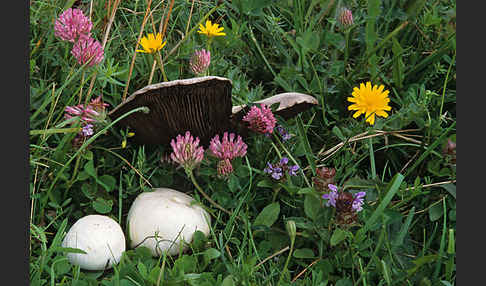 Wiesenchampignon (Agaricus campestris)