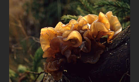 Rotbrauner Zitterling (Tremella foliacea)