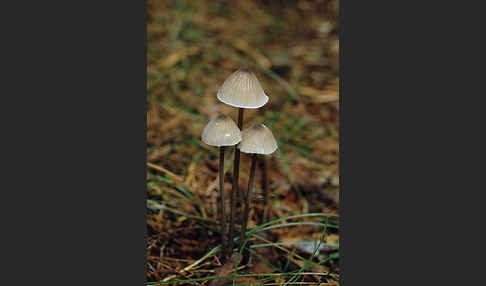 Weißmilchender Helmling (Mycena galopus)