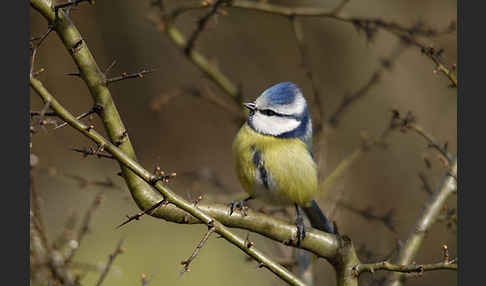 Blaumeise (Parus caeruleus)