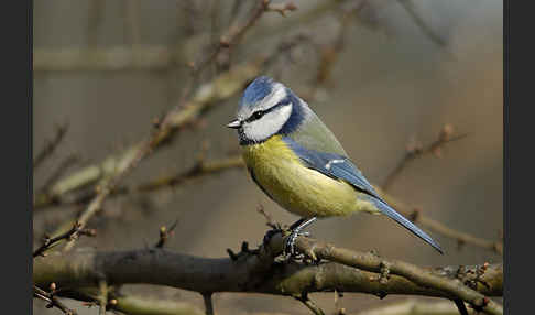 Blaumeise (Parus caeruleus)