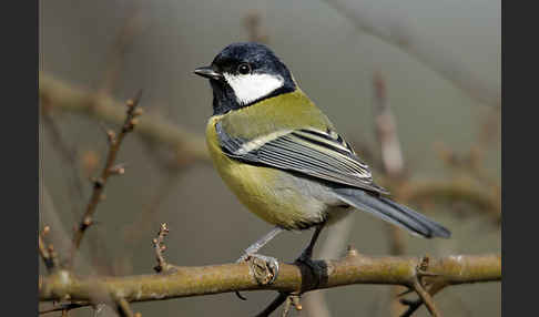 Kohlmeise (Parus major)