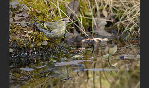 Erlenzeisig (Carduelis spinus)