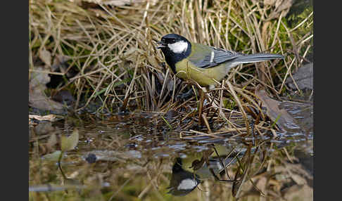 Kohlmeise (Parus major)