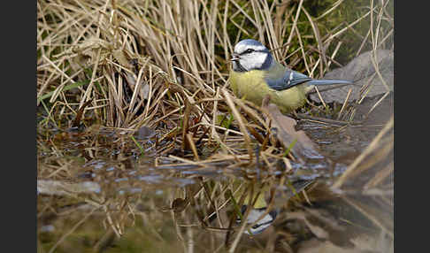 Blaumeise (Parus caeruleus)