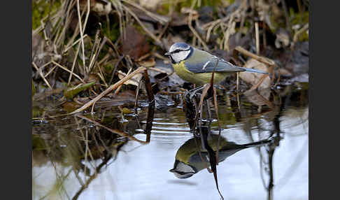 Blaumeise (Parus caeruleus)