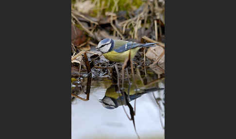 Blaumeise (Parus caeruleus)