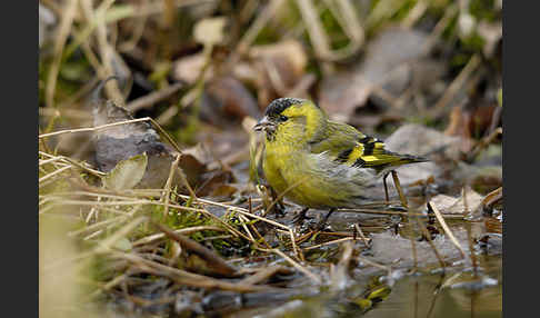 Erlenzeisig (Carduelis spinus)