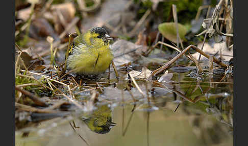 Erlenzeisig (Carduelis spinus)