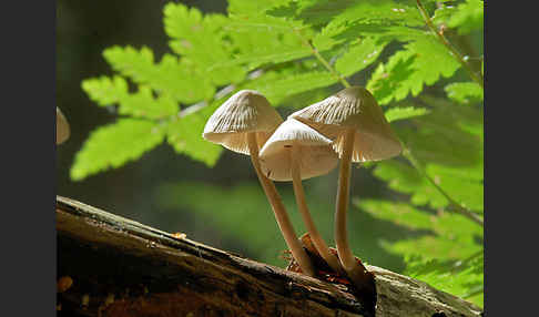 Rosablättriger Helmling (Mycena galericulata)