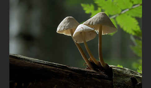 Rosablättriger Helmling (Mycena galericulata)