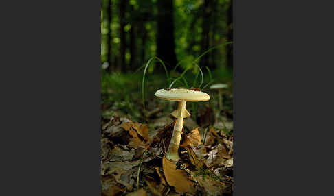 Gelbe Knollenblätterpilz (Amanita citrina)