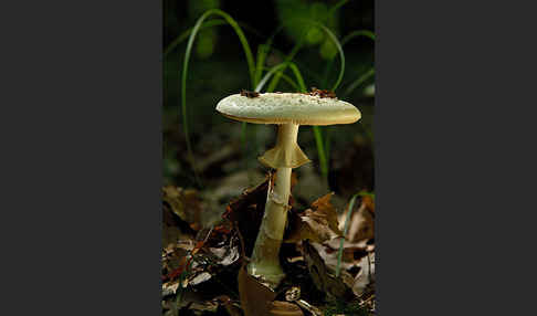 Gelbe Knollenblätterpilz (Amanita citrina)