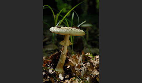 Gelbe Knollenblätterpilz (Amanita citrina)