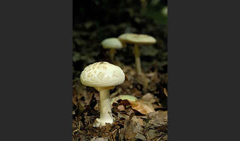 Gelbe Knollenblätterpilz (Amanita citrina)