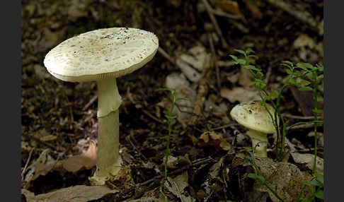 Gelbe Knollenblätterpilz (Amanita citrina)