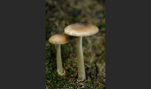 Rotbrauner Scheidenstreifling (Amanita fulva)