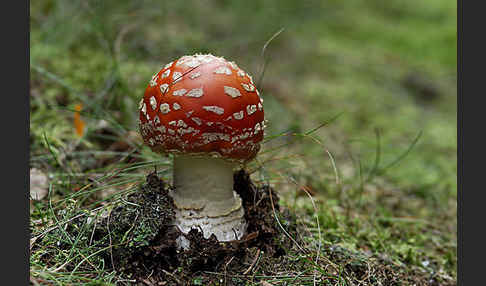 Fliegenpilz (Amanita muscaria)