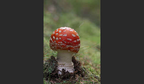 Fliegenpilz (Amanita muscaria)