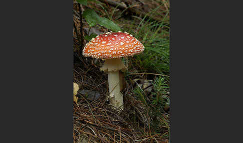 Fliegenpilz (Amanita muscaria)