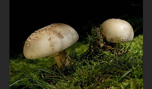 Perlpilz (Amanita rubescens)