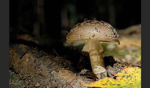 Grauer Wulstling (Amanita spissa)