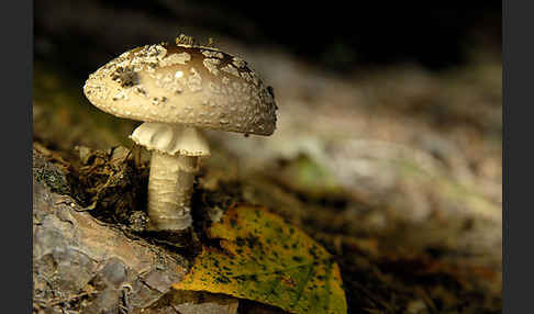 Grauer Wulstling (Amanita spissa)