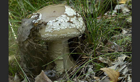 Grauer Wulstling (Amanita spissa)