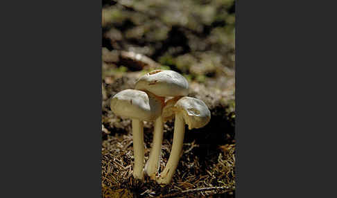 Rötling spec. (Entoloma spec.)