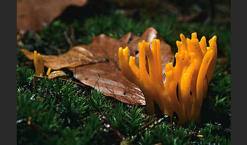 Klebriger Hörnling (Calocera viscosa)