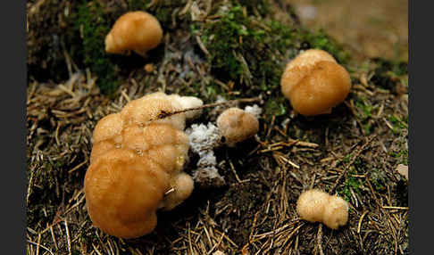 Weißer Polsterpilz (Oligoporus ptychogaster)