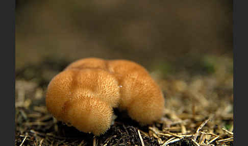 Weißer Polsterpilz (Oligoporus ptychogaster)