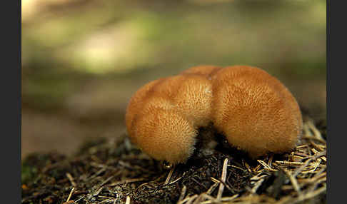 Weißer Polsterpilz (Oligoporus ptychogaster)