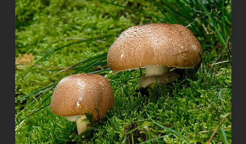 Waldchampignon (Agaricus syilvaticus)