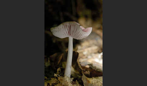 Rosa Rettichhelmling (Mycena rosea)