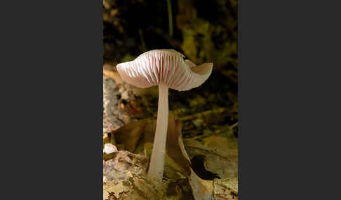 Rosa Rettichhelmling (Mycena rosea)