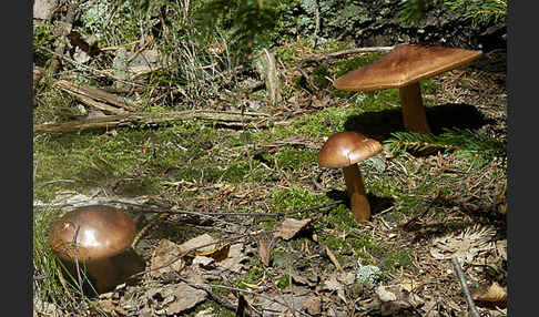 Gelbblättriger Ritterling (Tricholoma fulvum)