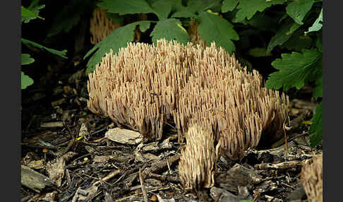 Steife Koralle (Ramaria stricta)