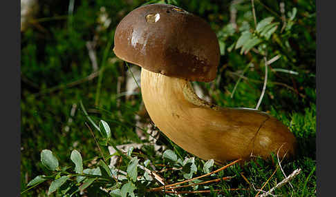 Maronenröhrling (Boletus badius)