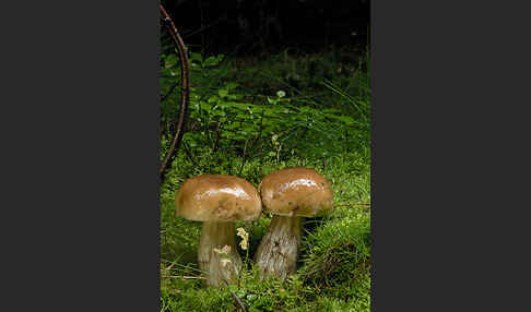 Steinpilz (Boletus edulis)