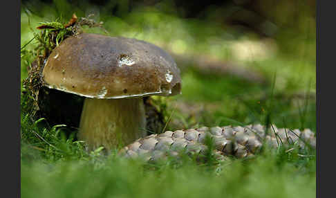 Steinpilz (Boletus edulis)