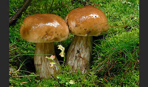 Steinpilz (Boletus edulis)