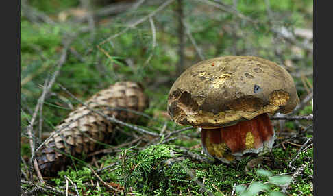 Flockenstielige Hexenröhrling (Boletus erythropus)