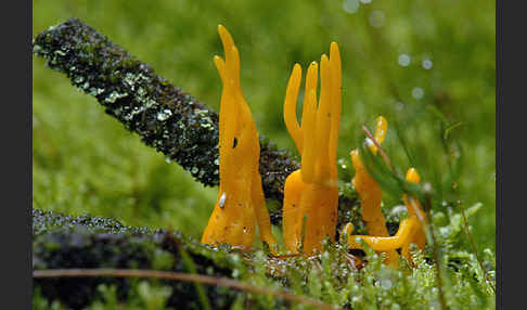 Klebriger Hörnling (Calocera viscosa)