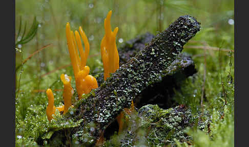 Klebriger Hörnling (Calocera viscosa)