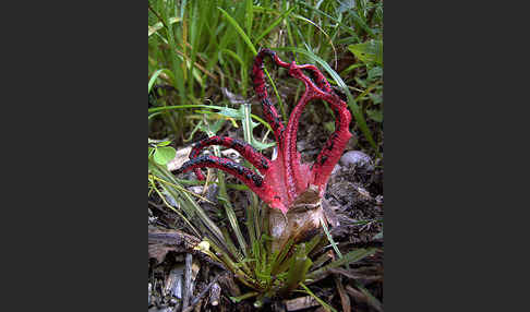 Tintenfischpilz (Clathrus archeri)