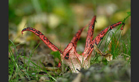 Tintenfischpilz (Clathrus archeri)