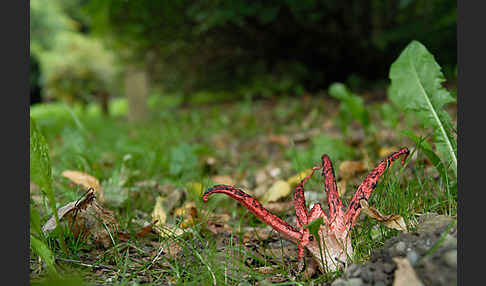 Tintenfischpilz (Clathrus archeri)