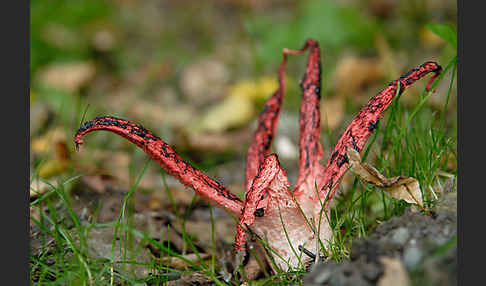 Tintenfischpilz (Clathrus archeri)